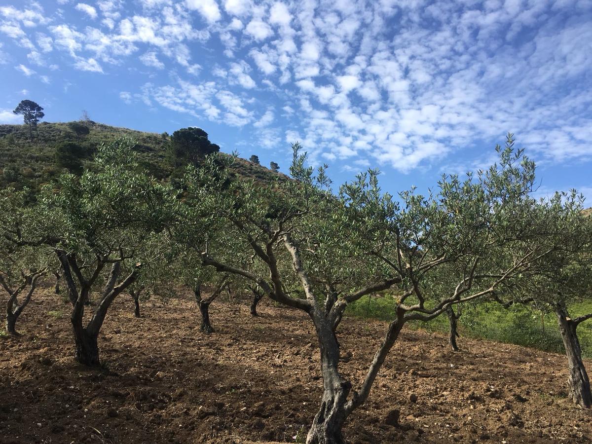 Agriturismo Casebianche 몬탈레그로 외부 사진